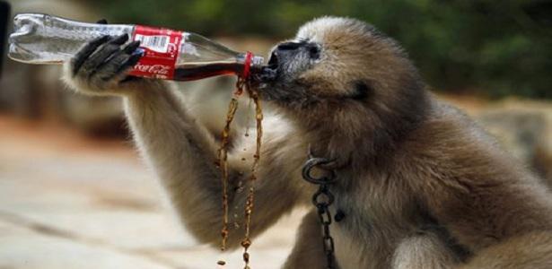 Και οι πίθηκοι πίνουν Coca Cola!