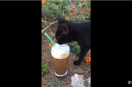 Γάτα πίνει το… αφρόγαλο από τον καφέ πρωταγωνιστή του Μπρούσκο (video)