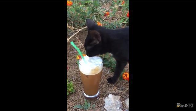 Γάτα πίνει το… αφρόγαλο από τον καφέ πρωταγωνιστή του Μπρούσκο (video)