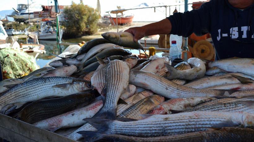 Διαψεύδει η ΑΑΔΕ το περιστατικό με τον ψαρά στη Σκόπελο και την πλαστική σακούλα