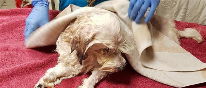 Σκυλίτσα καθόταν επί δύο εβδομάδες δίπλα στο πτώμα της ιδιοκτήτριας της!
