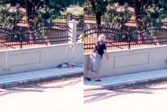 Απαράδεκτη ηλικιωμένη πετάει το μπαστούνι της σε σκυλάκι που κοιμάται στη σκιά