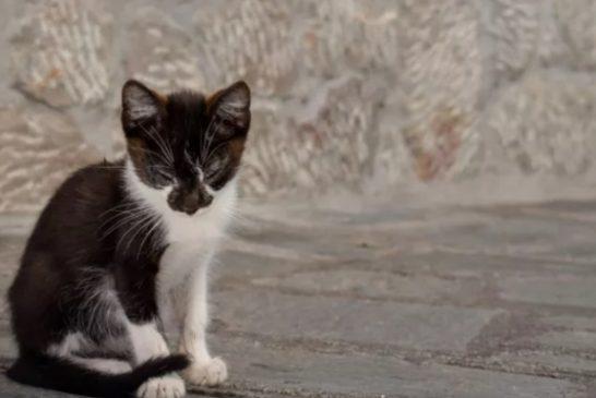 Φρίκη: Ηλικιωμένη κακοποιεί ετοιμοθάνατη γάτα στην οποία είχε ρίξει φόλα